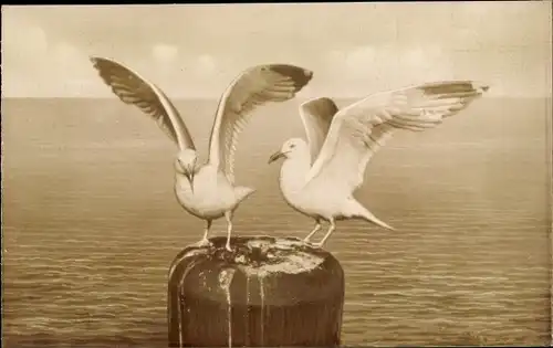 Ak Baltrum, Möwen am Anlager