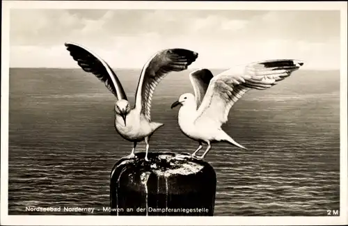 Ak Norderney in Ostfriesland, Möwen am Anleger