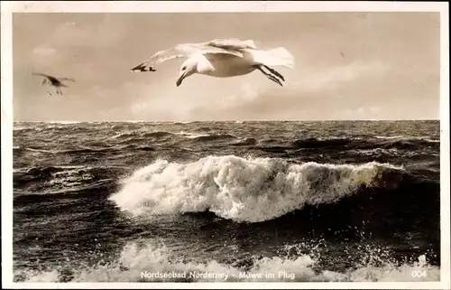 Ak Norderney in Ostfriesland, Möwe im Flug