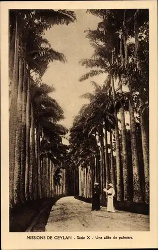Ak Ceylon Sri Lanka, Missions de Ceylan, Une allee des palmiers
