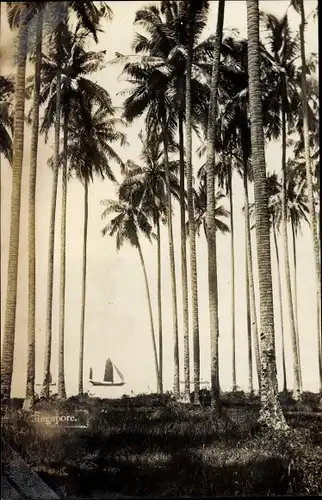 Foto Ak Singapur, Palmen, Bäume