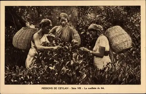 Ak Ceylon Sri Lanka, Missions de Ceylan, La cueillette du the