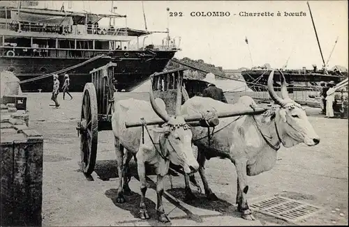 Ak Colombo Ceylon Sri Lanka, Charrette a boeufs