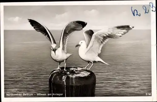 Ak Baltrum, Möwen am Anlager