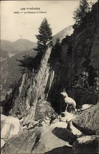 Ak Les Pyrénées, La Chasse a l'Isard, Gämse, Gamsjagd