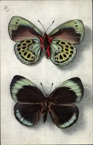 Ak Callithea Leprieuri, Schmetterling