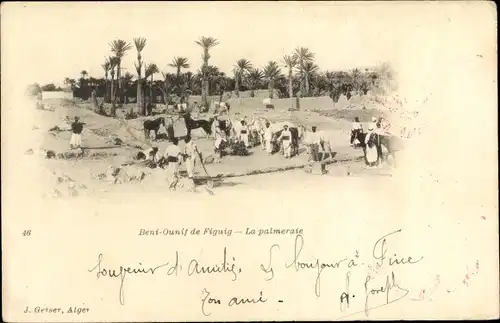 Ak Beni-Ounif de Figuig Algerien, La palmeraie
