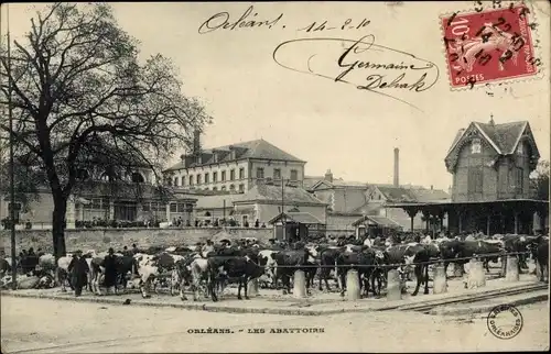 Ak Orléans Loiret, Les Abattoirs, Schlachthof, Rinder