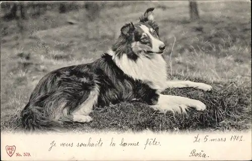 Ak Hund auf einer Wiese