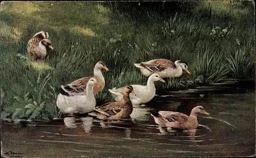 Künstler Ak Entengruppe am Ufer eines Sees, Wiese, schwimmend