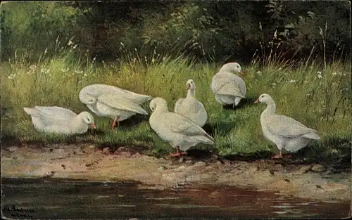 Künstler Ak Gänse an einem Seeufer, Wiese