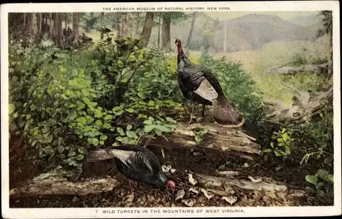 Ak Wild Turkeys in the Mountains of West Virginia