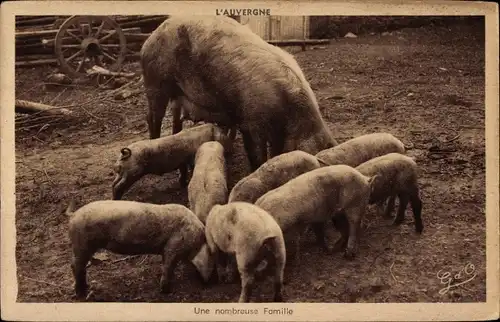 Ak L'Auvergne, Une nombreuse Famille