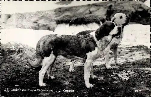 Ak Chiens du Grand St. Bernard, Un Couple