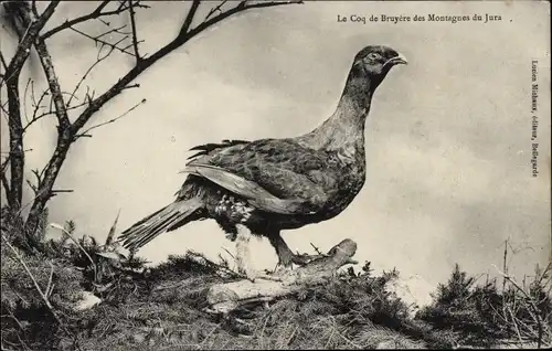 Ak Le Coq de Bruyere des Montagnes du Jura