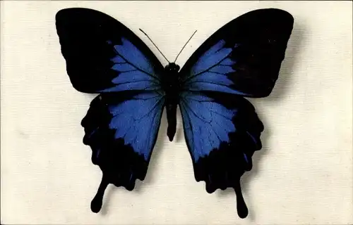 Ak Blau Schwarze Schmetterlingsart,  Papilio Telegonus