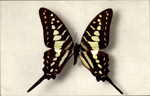 Ak braun schwarz weißer Schmetterling, Papilio Antheus