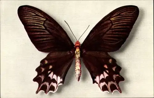 Ak Rosa schwarz brauner Schmetterling, Papilio Semperi