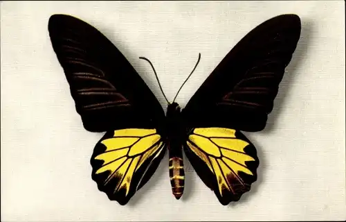Ak braun gelber Schmetterling, Papilio Aecus Kaguya