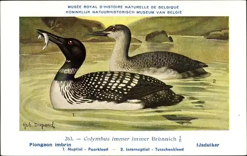 Künstler Ak Dupond, Hub., Piongeon imbrin, Ijsduiker, Nr. 263