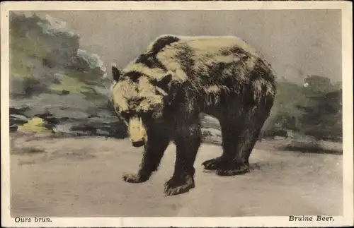 Ak Braunbär, Bruine Beer