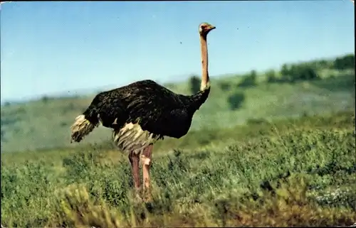Ak African Wild Life, Ostrich, Strauß