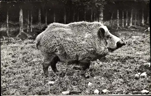 Ak Le Gibier en liberte, Wildschwein
