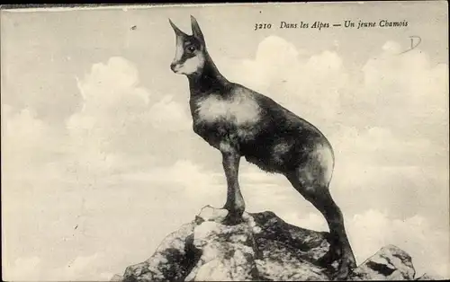 Ak Dans les Alpes, Un jeune Chamois