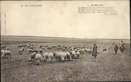 Ak La Vie Normandie, Les Moutons, Schafe
