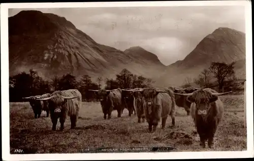 Ak Highland Cows, Rinder