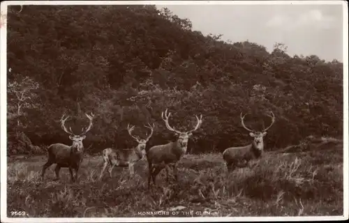 Ak Monarchs of the Clen, Hirsche