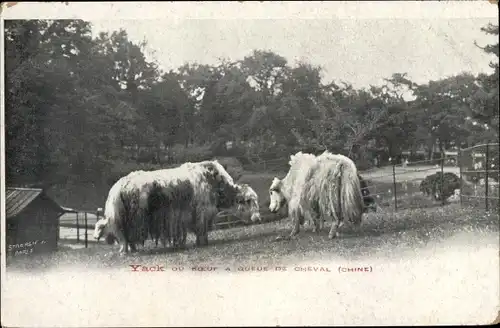 Ak Yack du Boeuf a queue de Cheval
