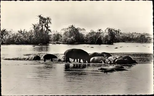 Ak Faune Africaine, Hippopotames au Bain