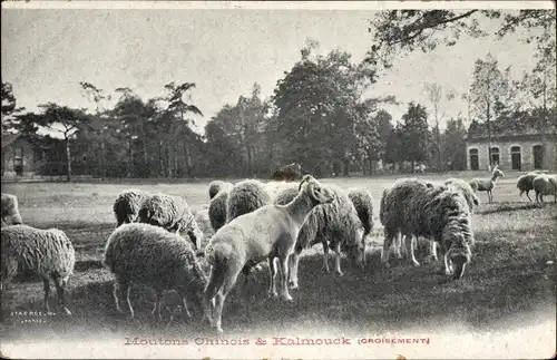Ak Moutons Chinois et Kalmouck, Croisement, Schafherde