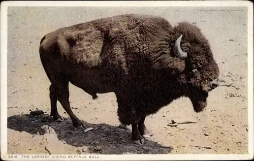 Ak The largest living Buffalo Bull