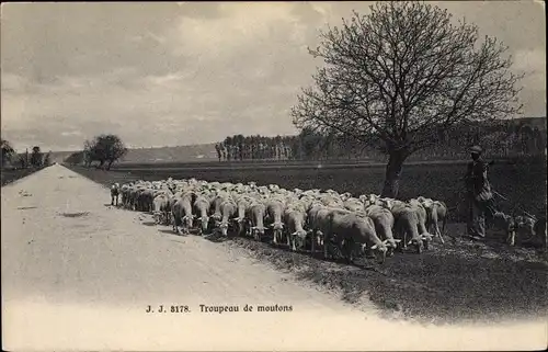 Ak Troupeau de moufons, Schafe