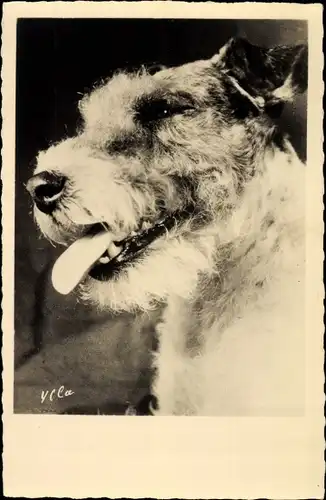 Ak Hundeportrait, Terrier, Zunge, Schnauze, Ohren, Fell