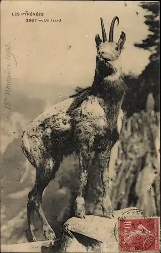 Ak Les Pyrenees, Un Isard, Bergziege