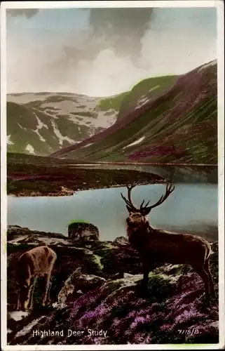 Ak Highland Deer Study, Hirsch