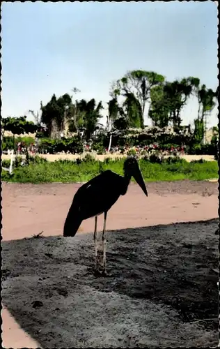Ak Africolor, Marabout, Storch