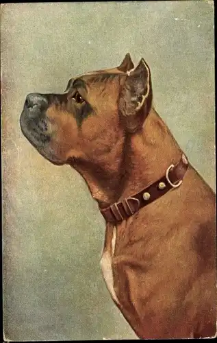 Künstler Ak Boxer Hund, Hundeportrait, Halsband