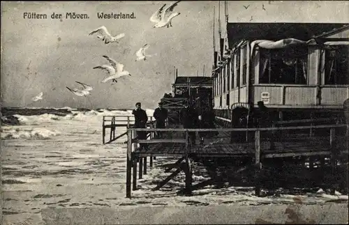Ak Westerland auf Sylt, Füttern der Möwen