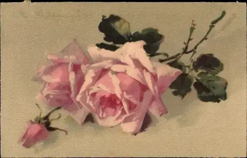 Künstler Litho Klein, Catharina, rosa Rosen, Knospen, Meissner & Buch Serie 2466