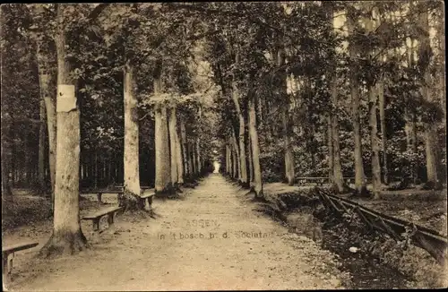 Ak Assen Drenthe Niederlande, Allee, Bäume