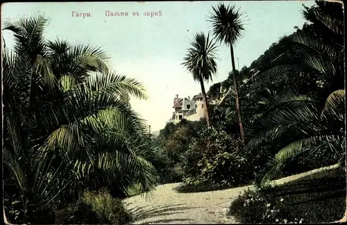 Ak Gagry Abchasien Georgien, Palmiers dans la parc