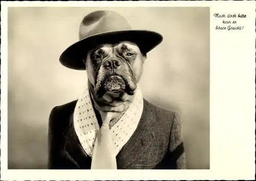 Ak Vermenschlichter Hund, Boxer im Anzug