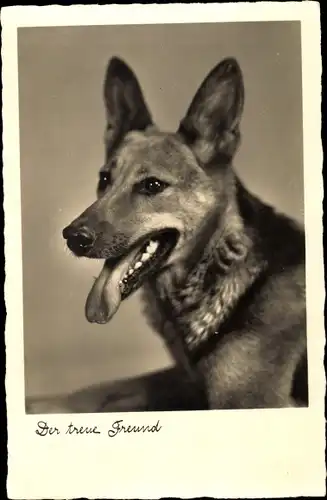 Ak Der treue Freund, Schäferhund, Hundeportrait