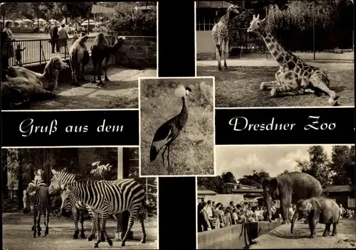 Ak Dresden Altstadt, Dresdner Zoo, Giraffen, Elefanten, Zebras, Dromedare