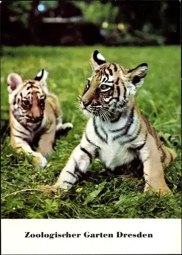 Ak Zoologischer Garten Dresden, Junge Bengaltiger