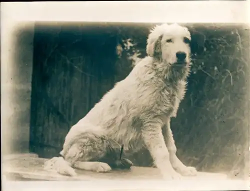 Foto Combalie, Henri, Toulouse, Portraitfotografie, Hund